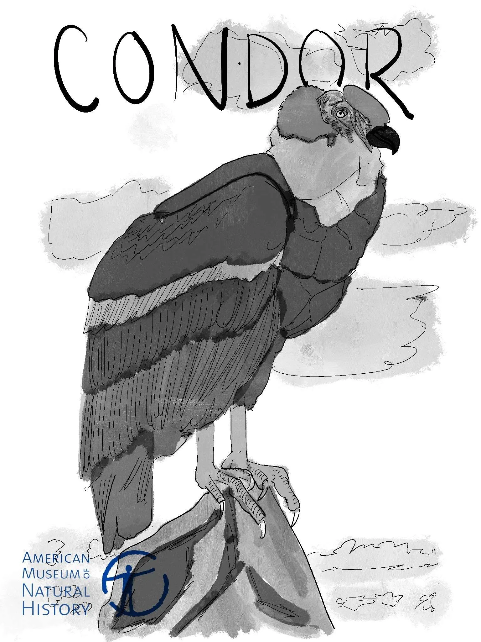 The Majestic Condor